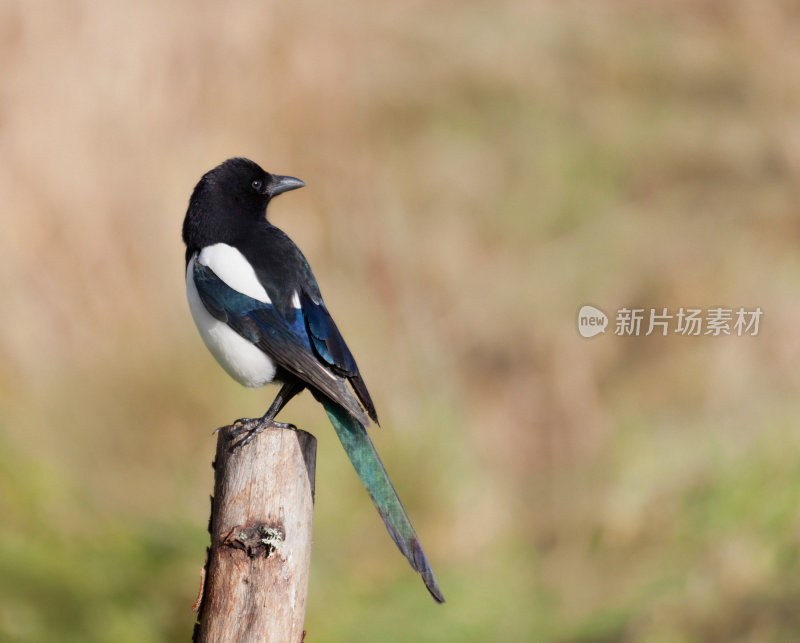 Eurasian Magpie (Pica_pica), standing on stump